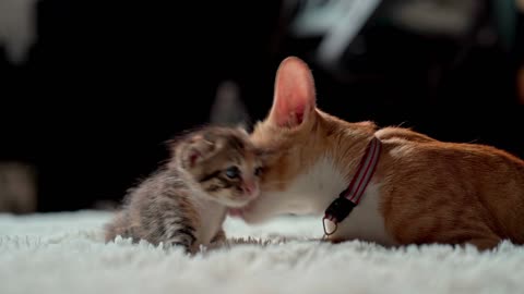 So many cute kittens videos compilation 2021-Cat kitten pets