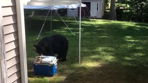 Bear Thief Enjoys The Taste Of Delicious Birthday Cake In A Backyard