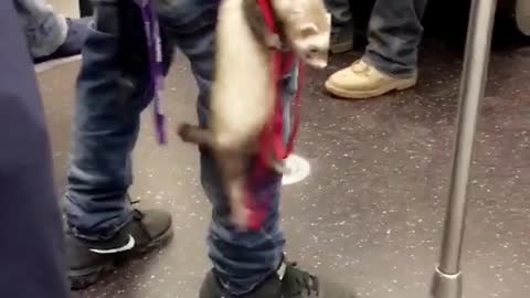 Man holding ferret with red leash on subway train