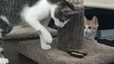 Cat afraid to touch a scissors