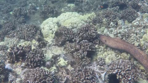 Snorkeling on Maui - Eel