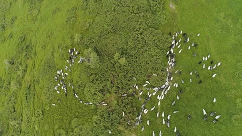 The flock of sheep graze on a picturesque mountain lawn