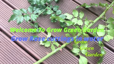 How to grow rose cuttings in water