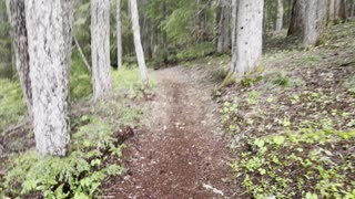 Hiking the North Quadrant of Clear Lake Loop – Willamette National Forest – Central Oregon – 4K