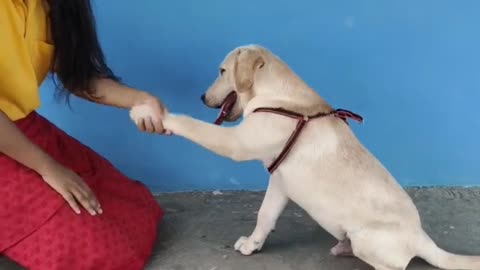 Top 10 dog tricks labrador dog Labrador dog training Labrador retriever puppy dog sou