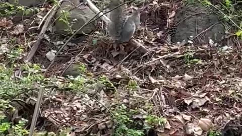 Squirrel chase
