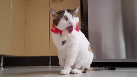 CUTE CLEAN CAT CLEANING HERSELF AFTER SHE ATE