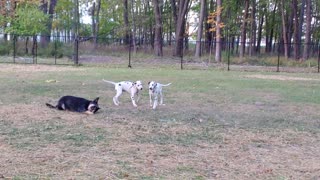 Puppies playing during summer