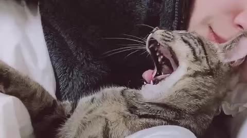 Yawning cat / A cat falling asleep in my arms