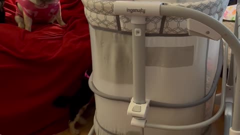 Determined Pup Dives Into Treat-Filled Bassinet