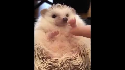 Cute baby animals