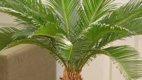 40 Best Indoor Plants that Need low Sunlight _ 40 Best Low Light Indoor Plants _Plant and Planting