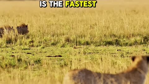 Cheetah Hunts Warthog in Stunning Maasai Mara
