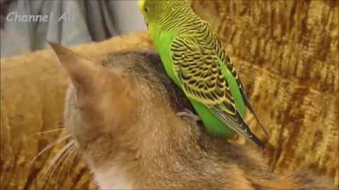 Cats and Parrots! Funny Videos Compilation! Funny Cats And Parrots /