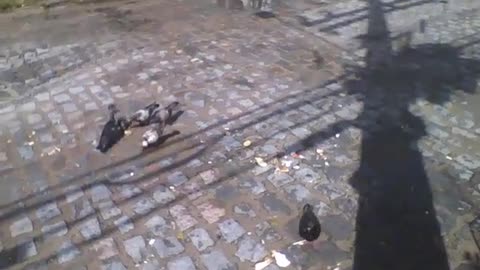 Pombos comendo restos de comida do lixo no meio da rua perto das garagens [Nature & Animals]