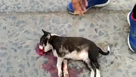 Accident Street Dog. Street Dog Rescue