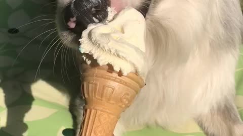 Dog enjoying ice cream