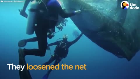 FOUR Sharks Stuck In Fishing Net Get Help From Divers | The Dodo