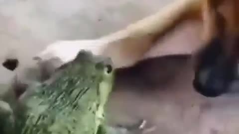 Frog VS Dog Try not to laugh Very Funny Pets