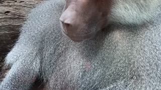 Baboon Gets Friendly With Frog