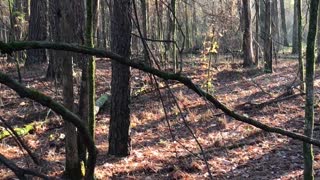 Whitetail Buck Encounter With a Serious Snort