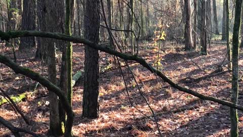 Whitetail Buck Encounter With a Serious Snort