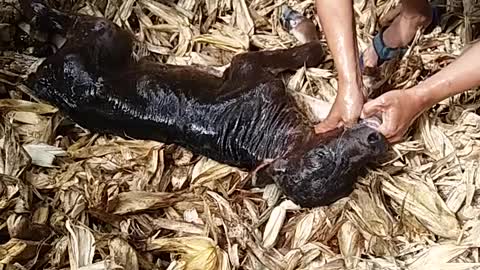 Pulling a Calf and Saving It's Life