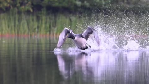 Loon Aborts Take Off