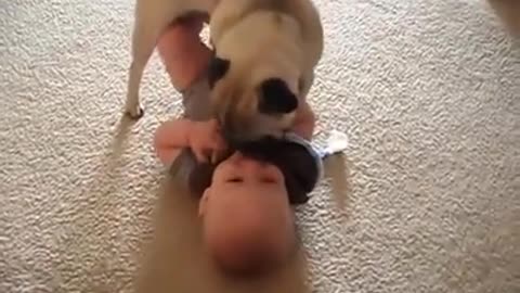 Funny video of baby and dog