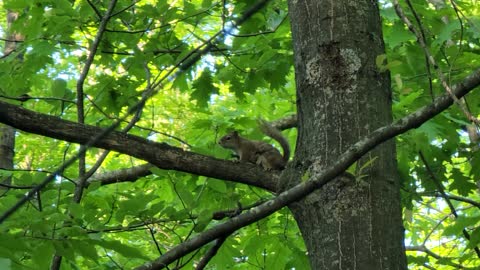 Red Squirrel Squeaking And Barking From Tree Branch
