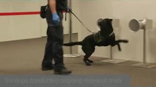 Latest COVID-19 detector dog research and trials underway at Adelaide Airport