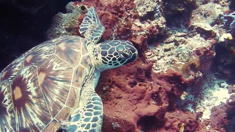 Under water Turtle Chelonioidea