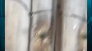 Creature Seen Behind these locked doors