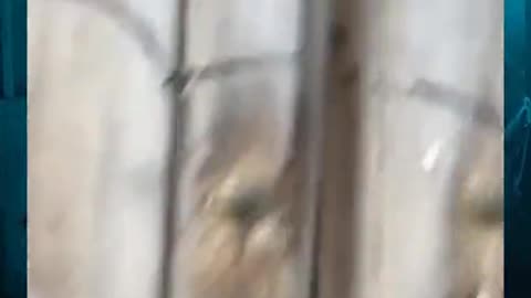 Creature Seen Behind these locked doors