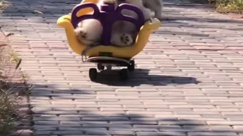 Puppy crashes in toy car for the first time