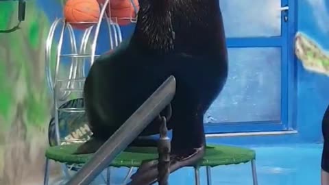 Soo funny! Dolphins and fur seal playing
