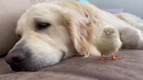 Golden Retriever Meets Newborn Baby