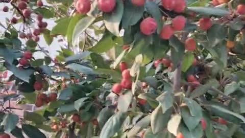 Do you know this fruit tree