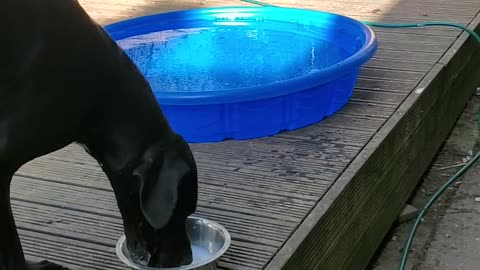 Great dane don't share water