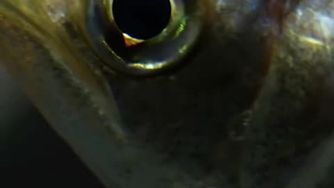 This is a fish that can shoot its food on land