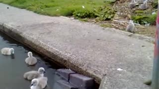 Emerging(baby swan at Llanfairfechan)