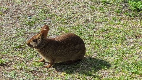 Wild Rabbit | Florida, 3.4.24