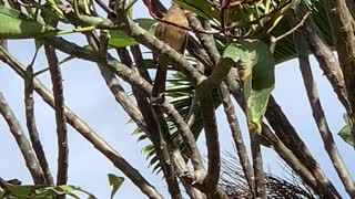 # Back Yard Birds Hawai’i N. Cardinal Female