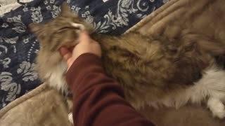 Charlotte gets scritches