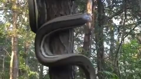 a cobra is climbing a tree
