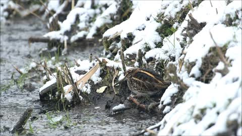 Dancing Jack Snipe