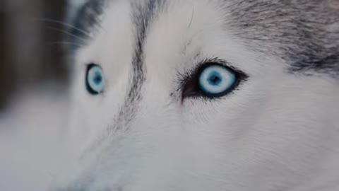 husky with beautiful eye