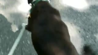 Dogy Walks in Moves Style