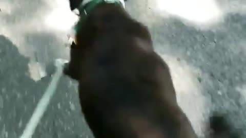 Dogy Walks in Moves Style