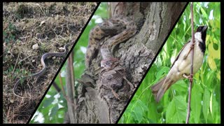 House Sparrow hunt by Snake